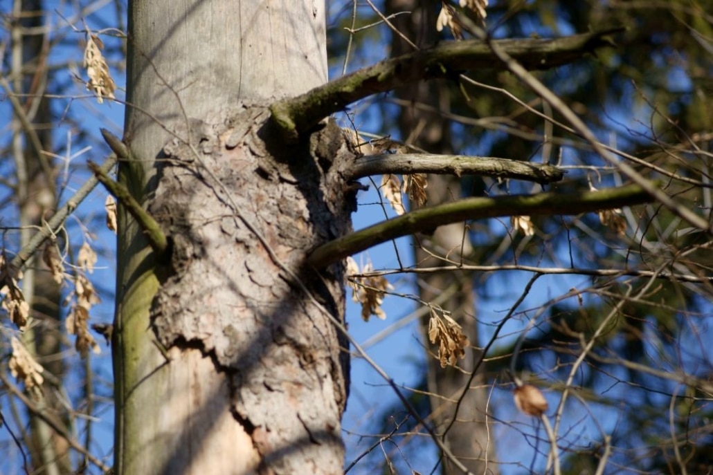 Common tree problems in Florida