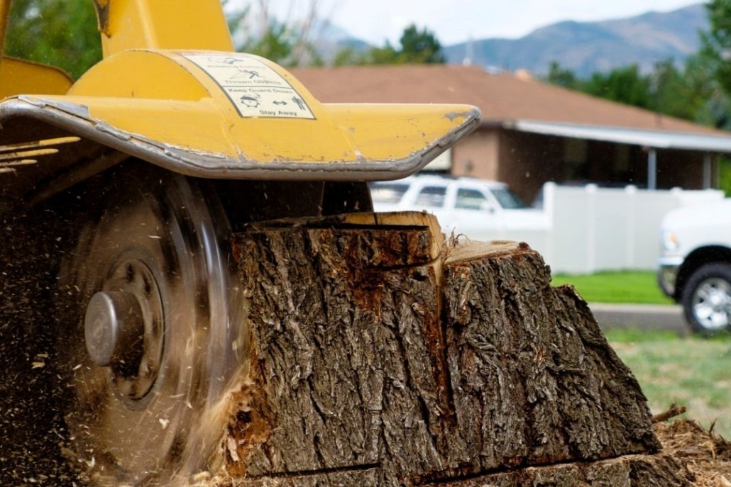 Tips to Remove a Tree Stump