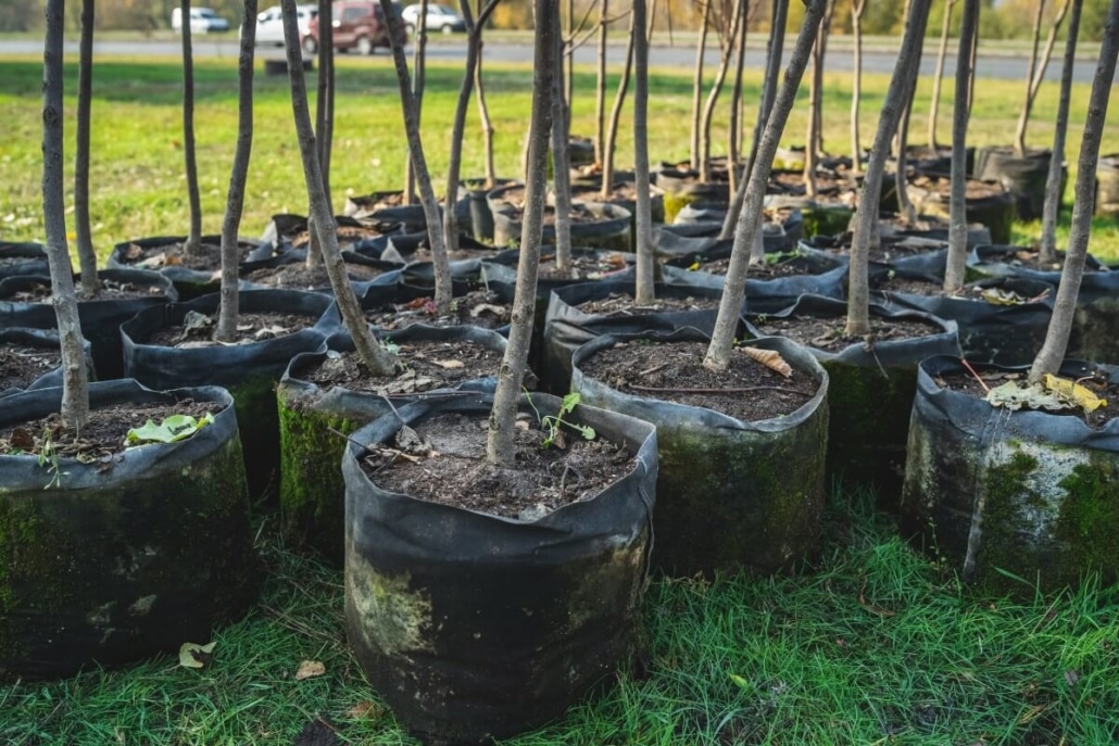 How to Transplant a Tree