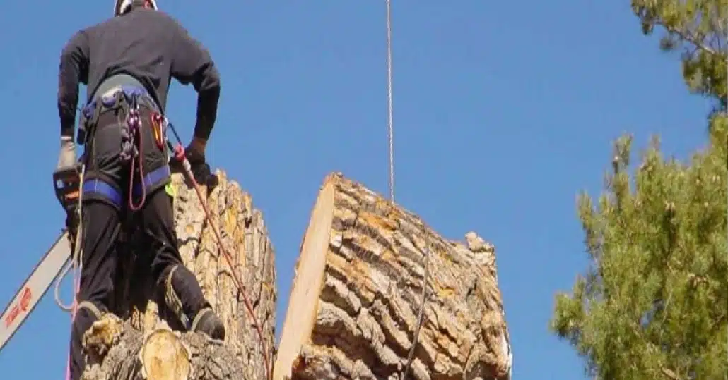 Remove a Large Tree Stump