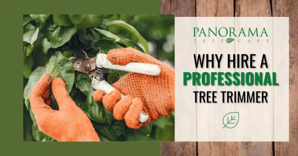 hire a professional tree trimmer