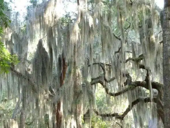 How to Transplant a Tree