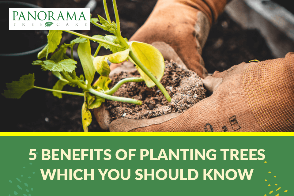 benefits of planting trees