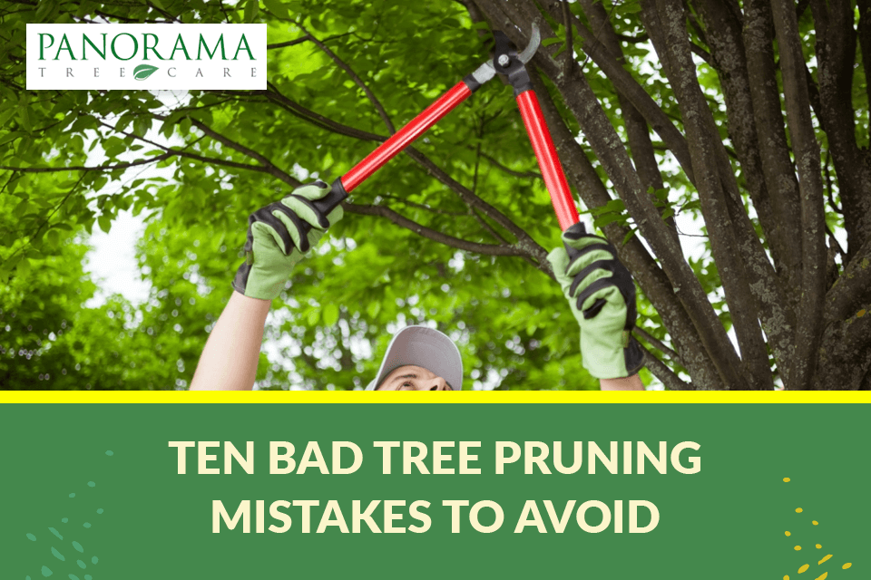 10 Bad Tree Pruning Mistakes You Should Avoid