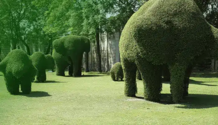 Topiary Service