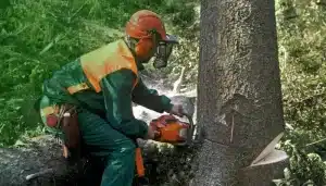 tree removal