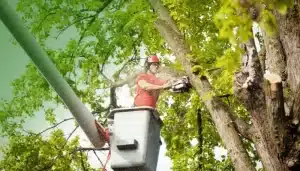 Tree trimming