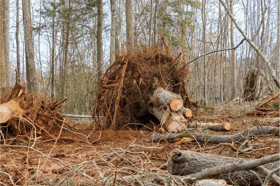 landscaping after tree removal