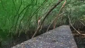 mangrove trimming