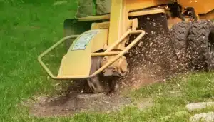 stump removal