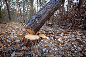 tree cutting mistakes