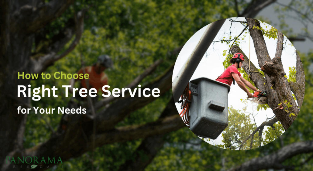 How to Choose the Right Tree Service Company for Your Needs