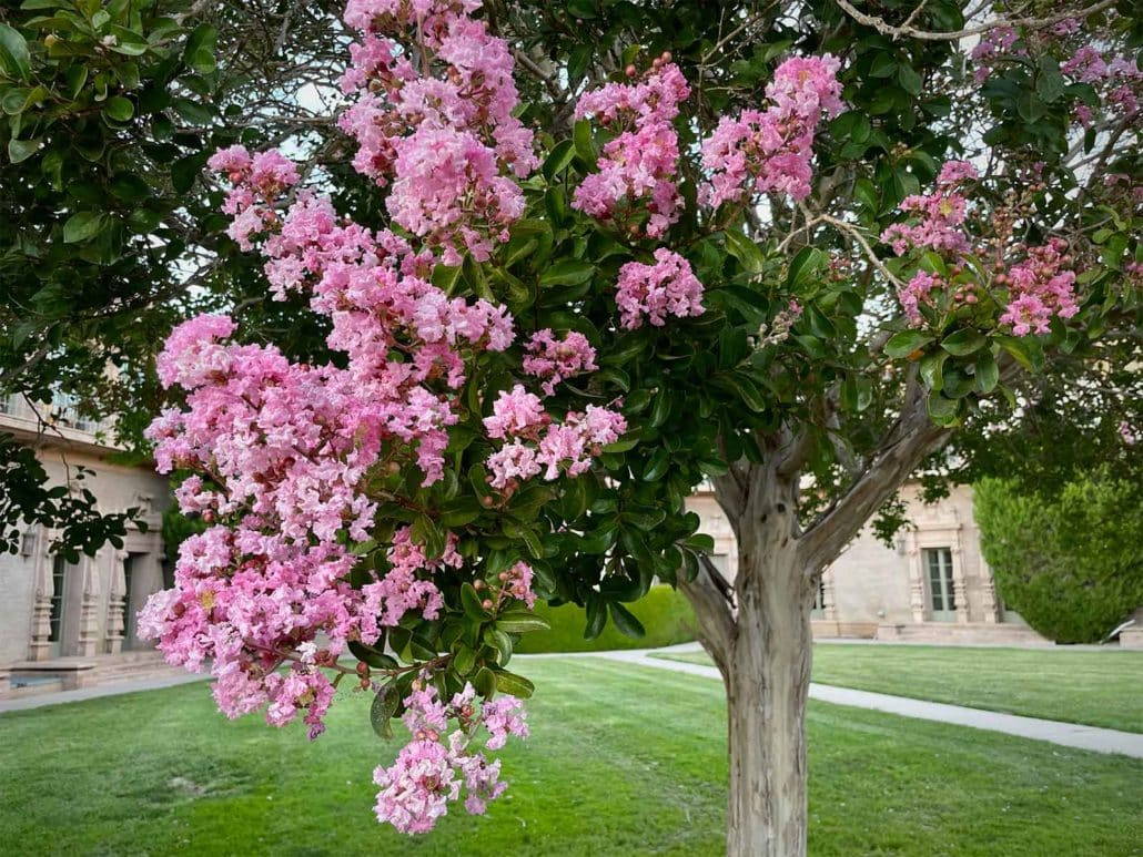 Lagerstroemia