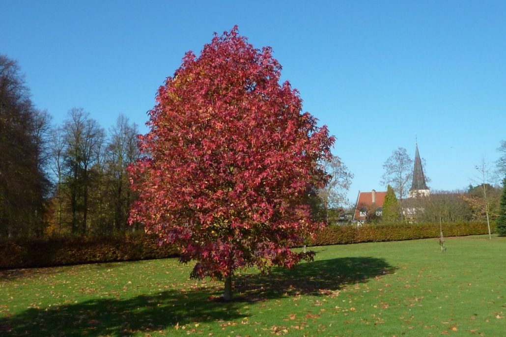 Liquidambar styraciflua