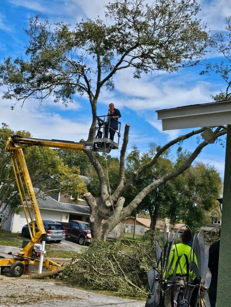 Tree Maintenance Services Fort Worth