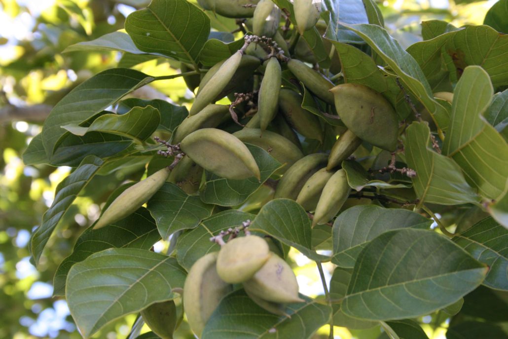 Pongamia pinnata