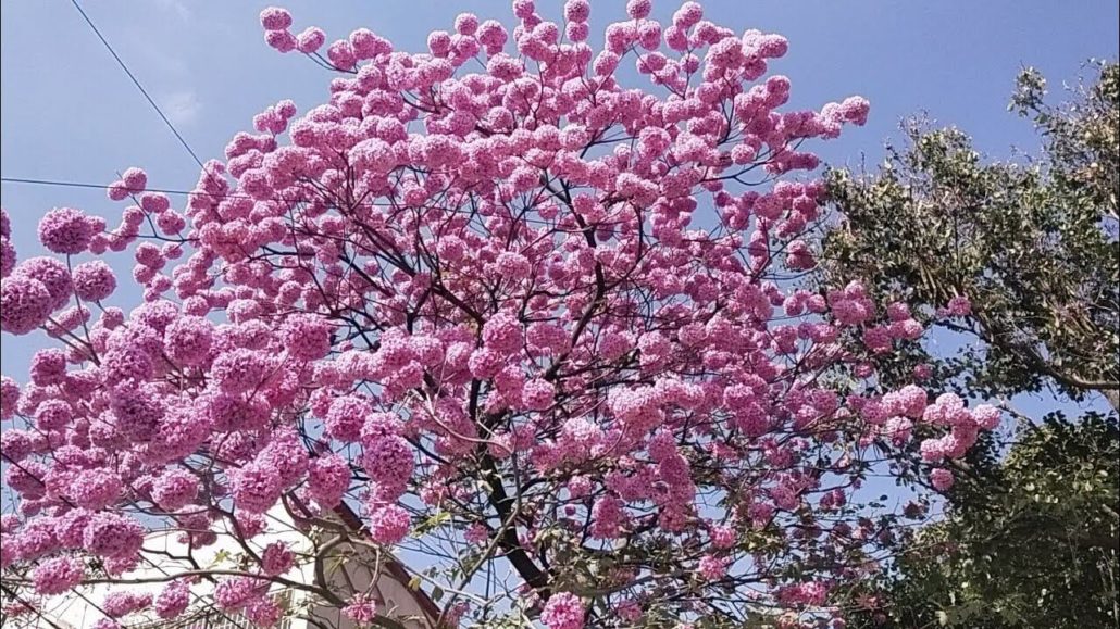 Tabebuia spp