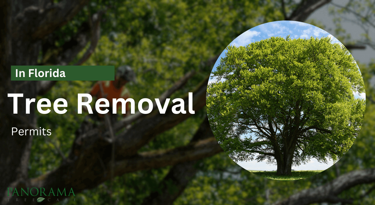 Tree Removal Permits in Florida