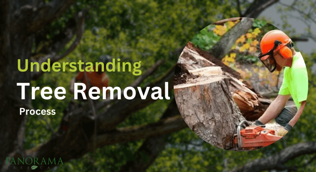 tree removal process