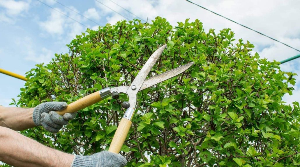 Tree Trimming