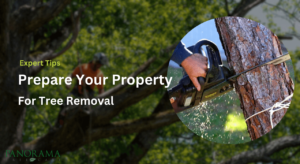 Preparing Your Property for tree removal