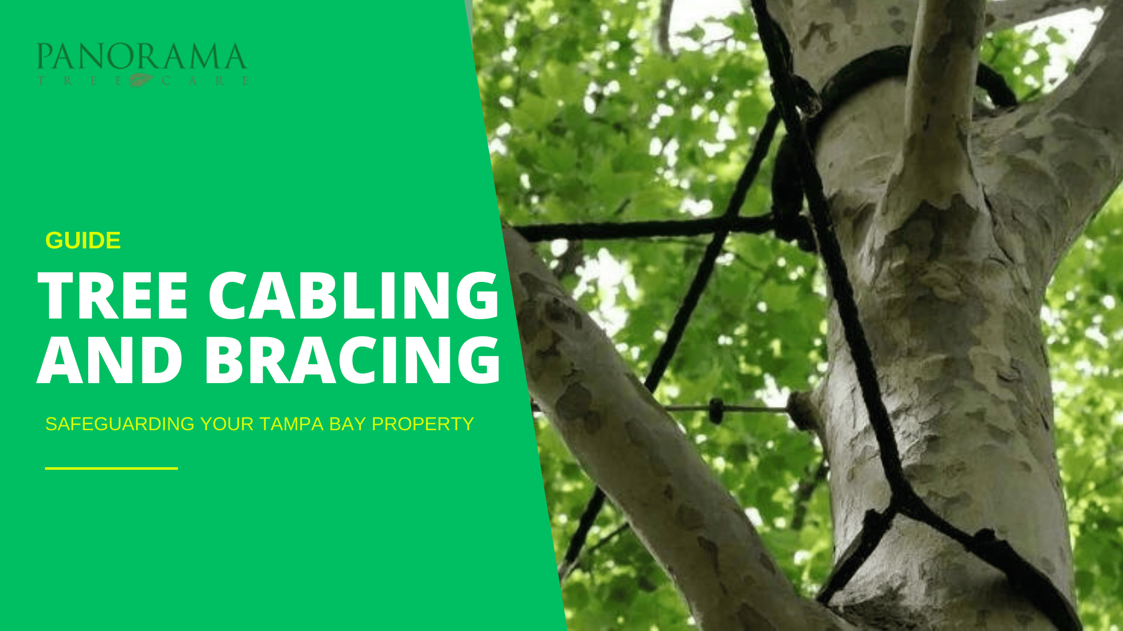 Tree Cabling and Bracing: How Professionals Save Trees from Falling