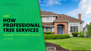 How Professional Tree Services Can Boost Your Property’s Value