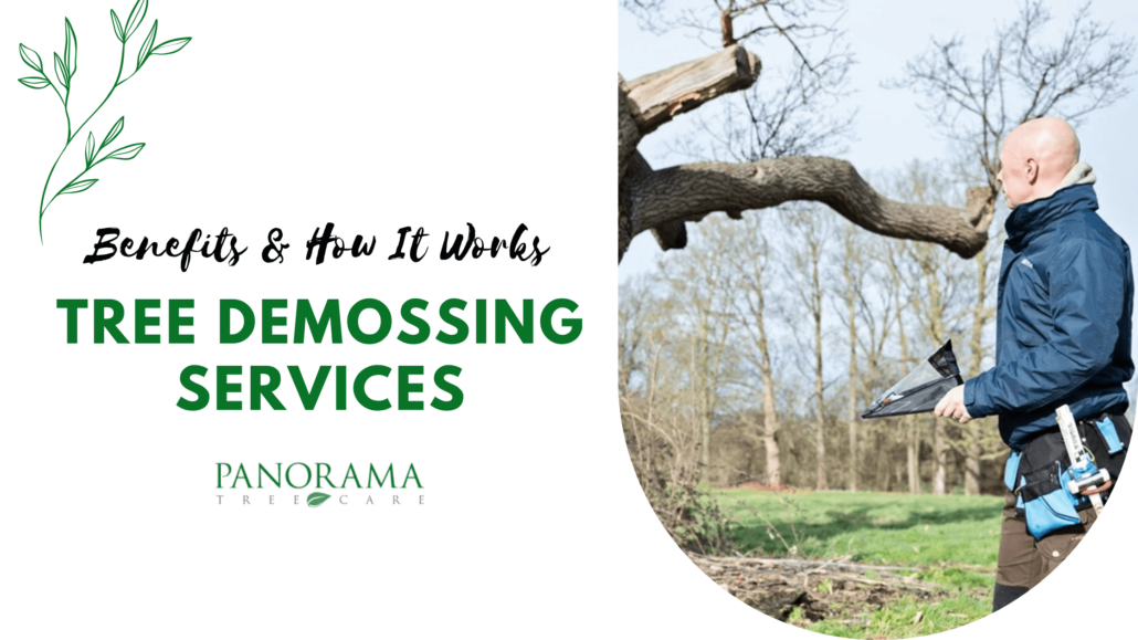 Benefits of Tree Demossing Services