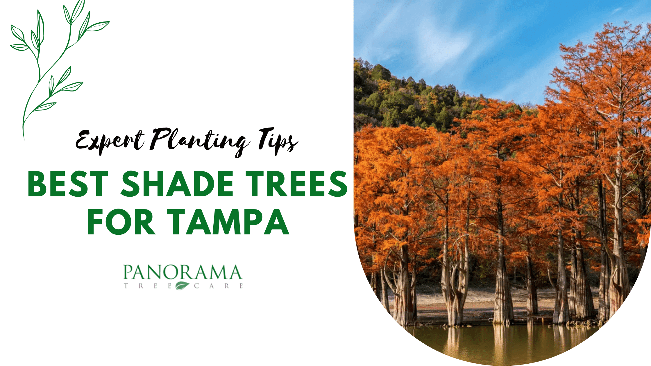 Best Shade Trees for Tampa