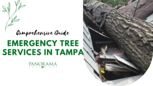 Emergency Tree Services in Tampa