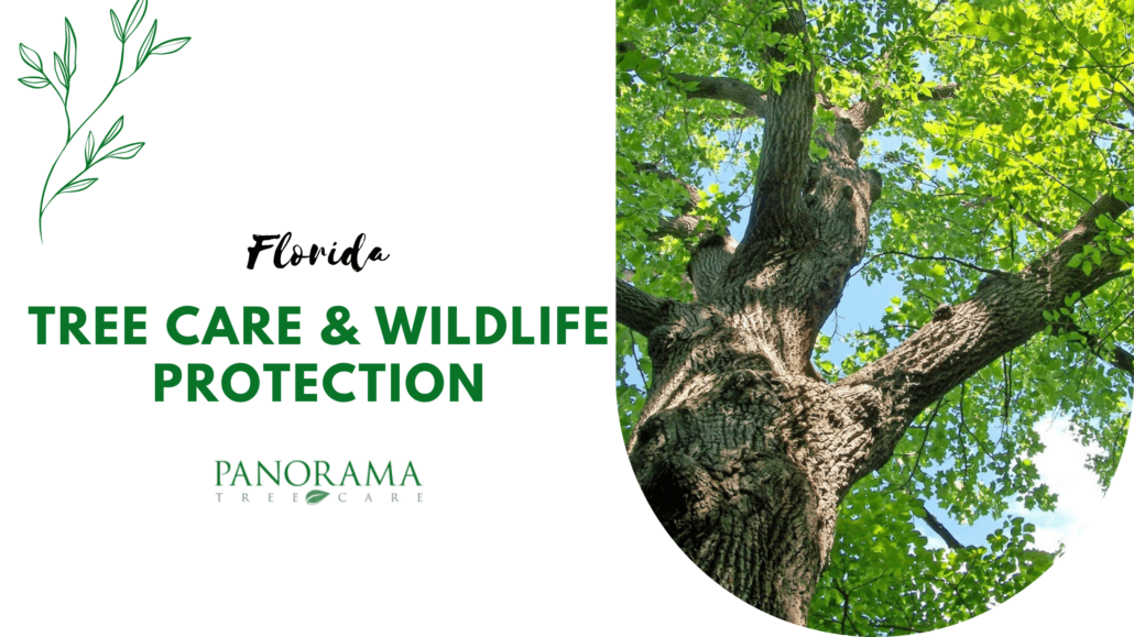 Florida Tree Care & Wildlife Protection