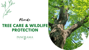 Florida Tree Care & Wildlife Protection