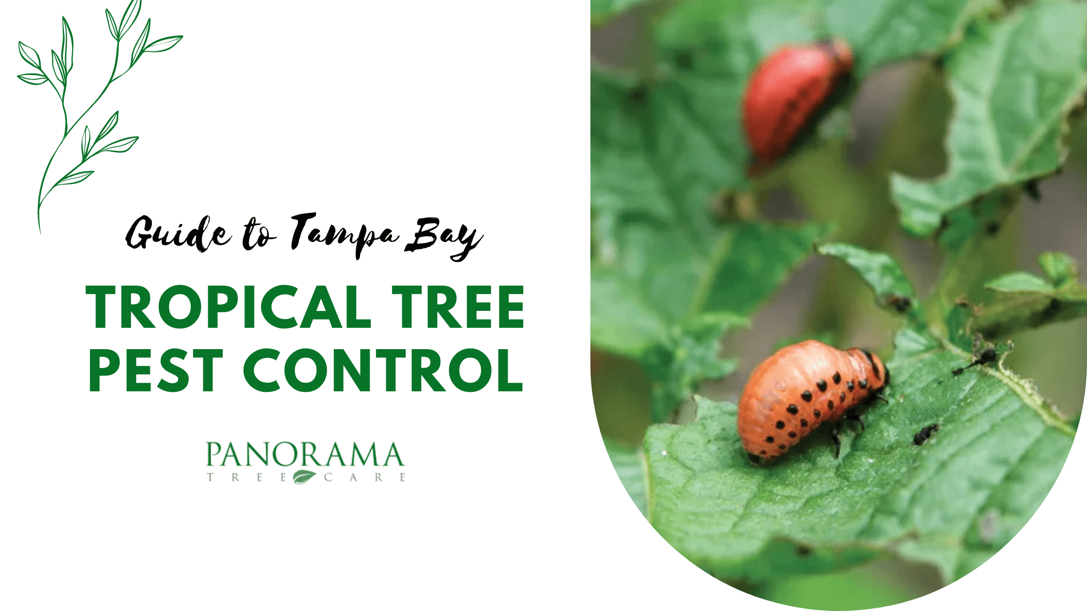 Tropical Tree Pest Control