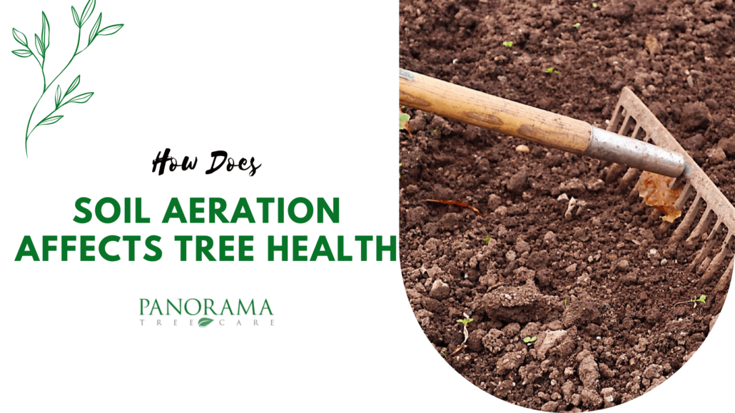 How Does Soil Aeration Affects Tree Health