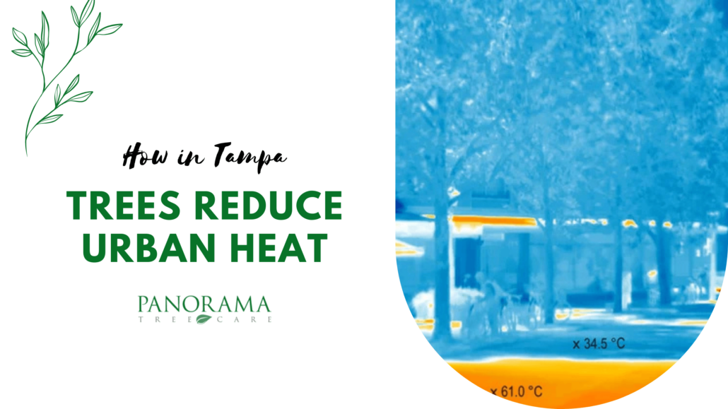 Trees Reduce Urban Heat