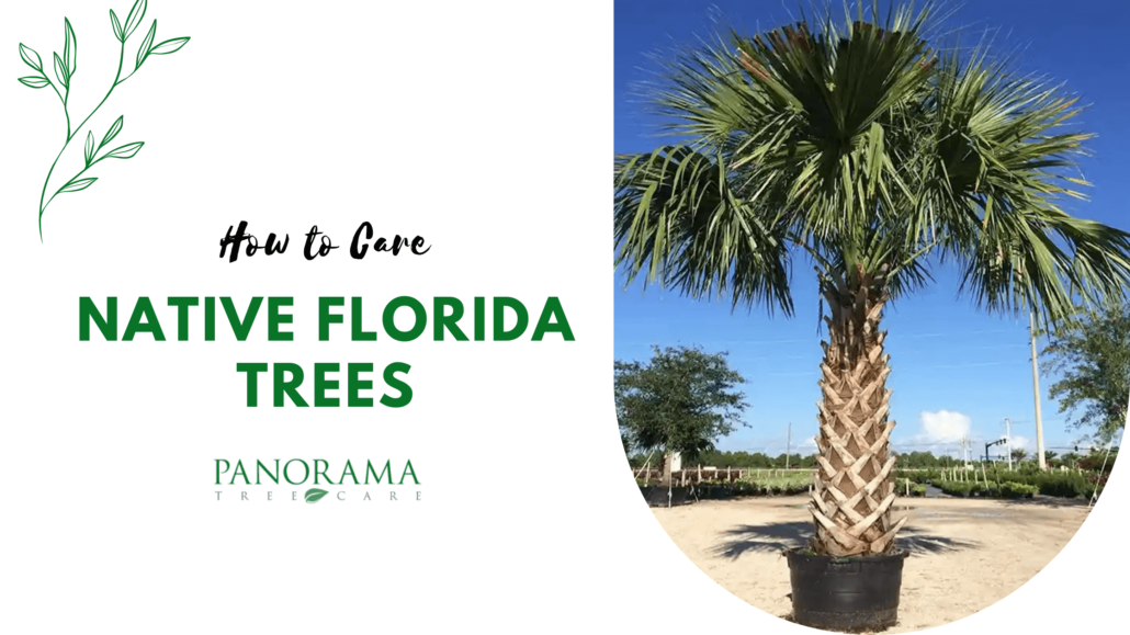 How to Care for Native Florida Trees