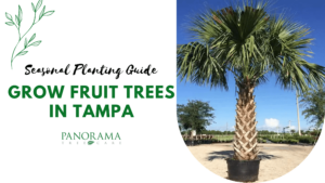 Seasonal Tree Planting Guide for Tampa