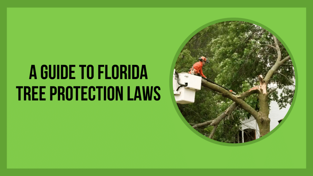 A Guide to Florida Tree Protection Laws