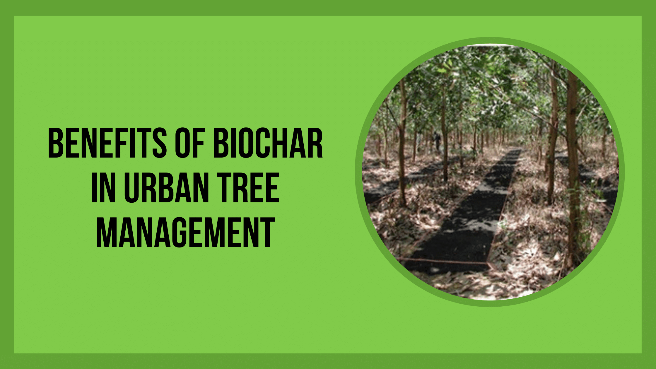 Benefits of Biochar in Urban Tree Management