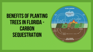 Benefits of Planting Trees in Florida - Carbon Sequestration