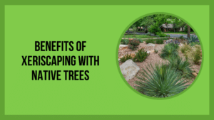 Benefits of Xeriscaping with Native Trees