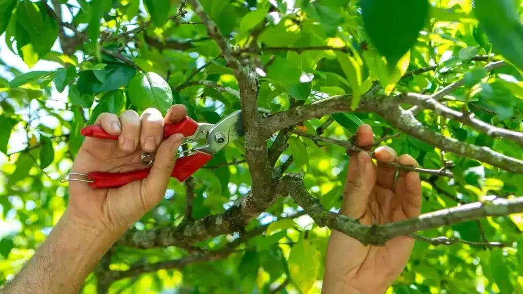 DIY Tree Care is Just as Effective as Professional Services