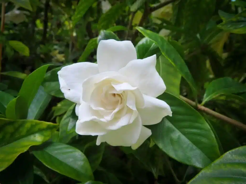 Gardenia