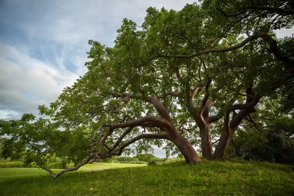 Gumbo Limbo