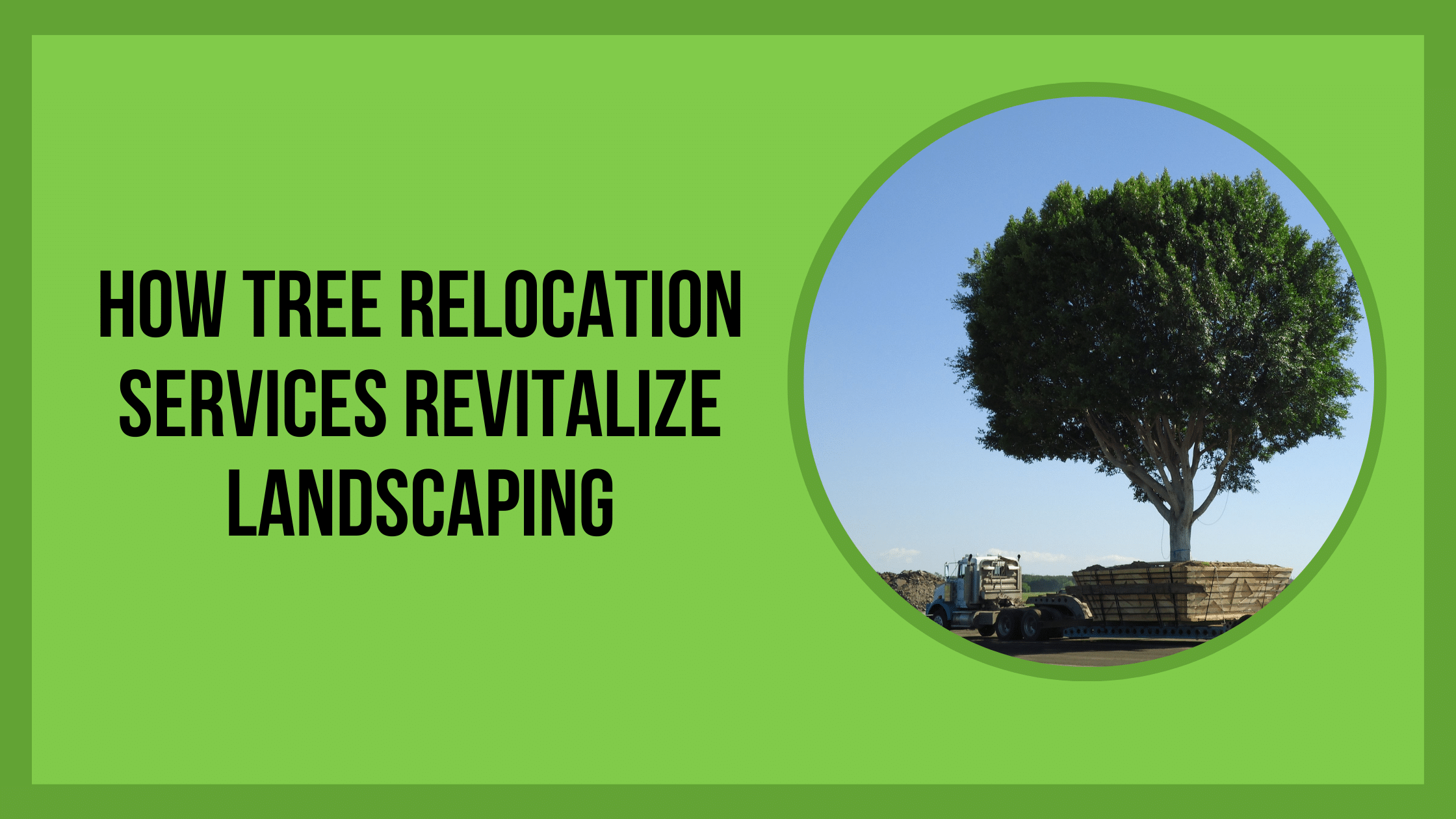 How Tree Relocation Services Revitalize Landscaping