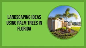 Landscaping Ideas Using Palm Trees in Florida