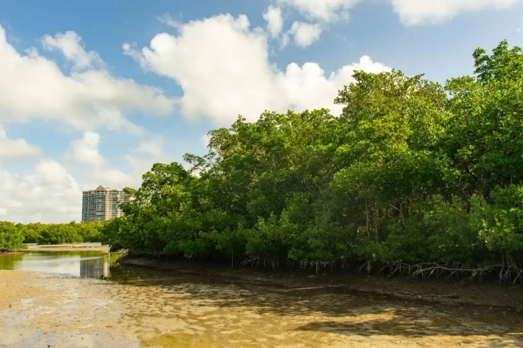 Mangroves Don't Require Maintenance