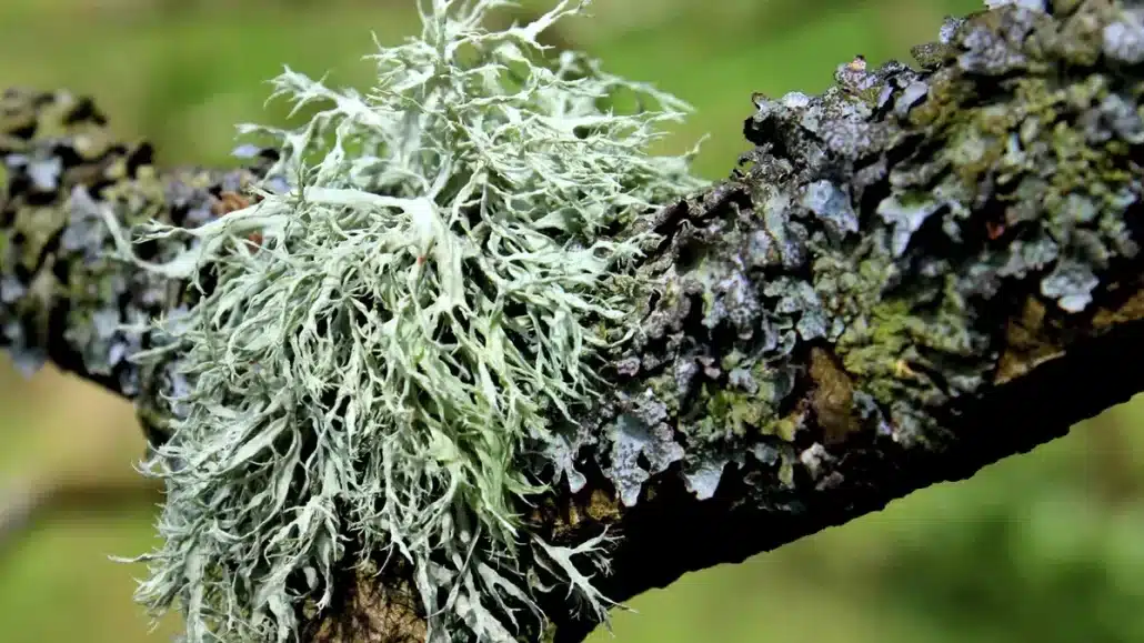 Moss and Lichen Indicate a Dying Tree