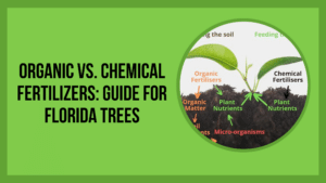 Organic vs. Chemical Fertilizers and Guide for Florida Trees