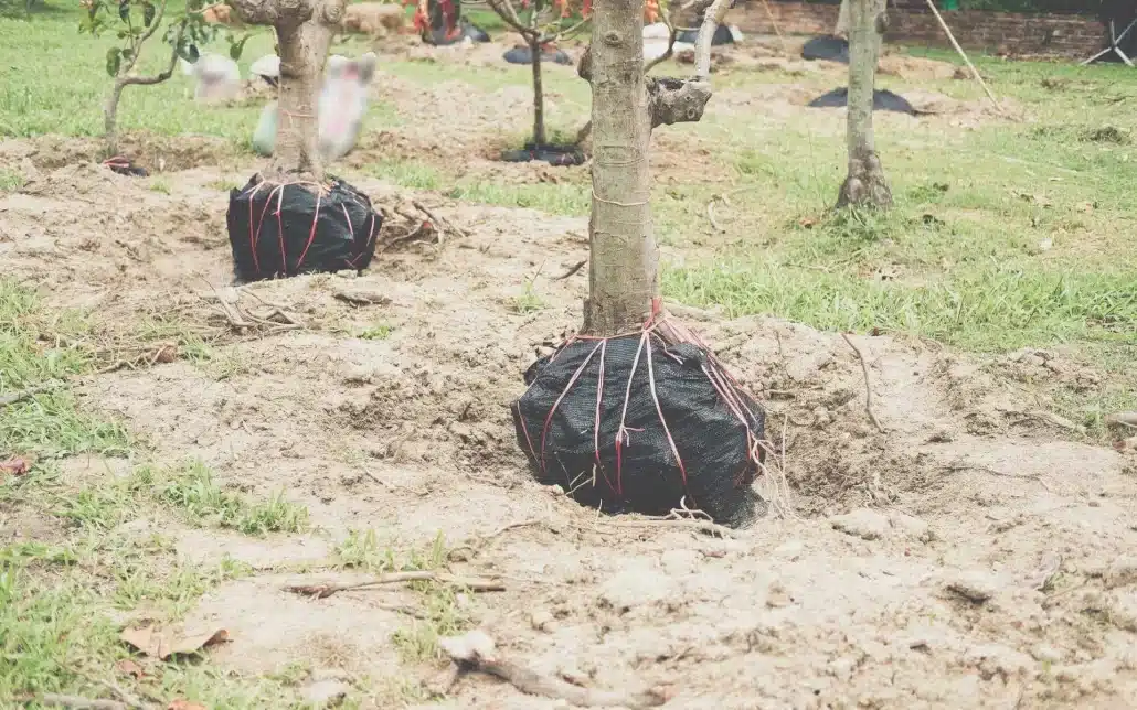 Preserving the Root System